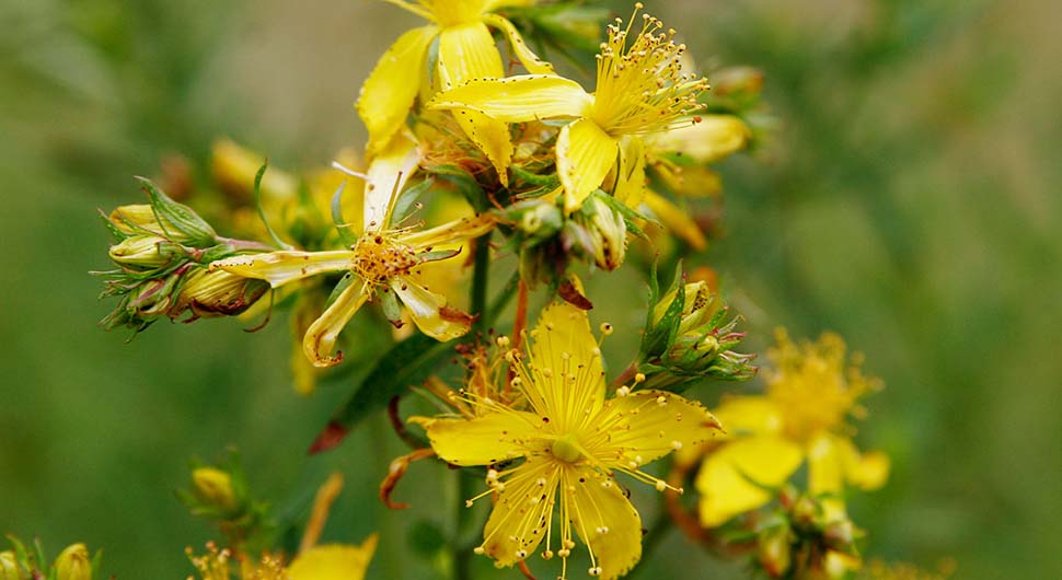 Hidrolato de Hipérico o Corazoncillo (Hypericum perforatum)