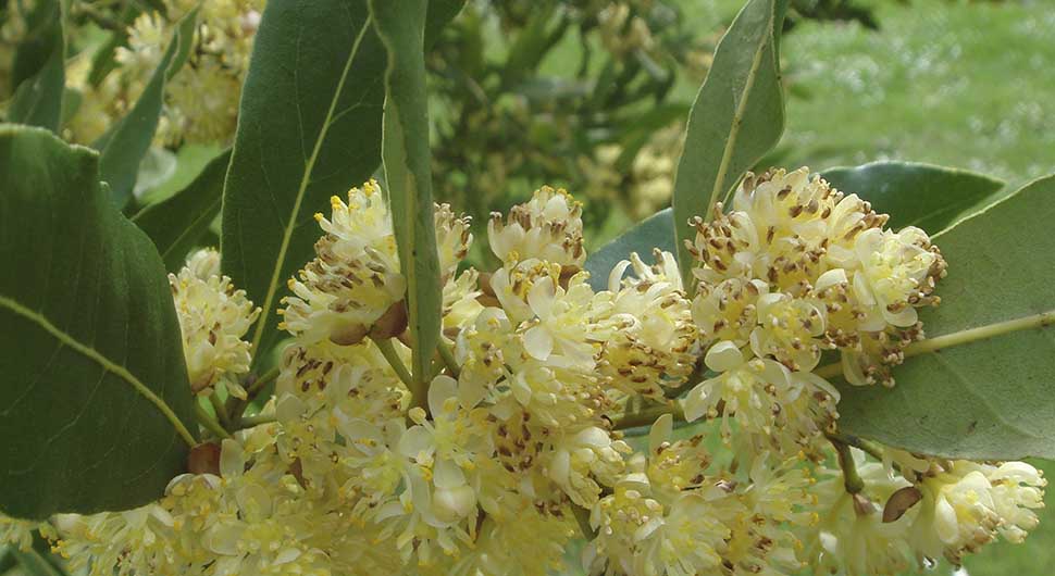 Hidrolato de Laurel (Laurus nobilis) Hidrolato de Laurel (Laurus nobilis)