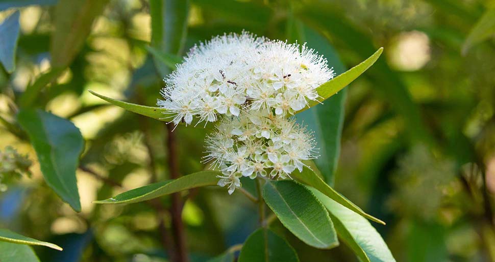 Aceite Esencial de Mirto Alimonado (Backhousia citriodora) Aceite Esencial de Mirto Alimonado (Backhousia citriodora)
