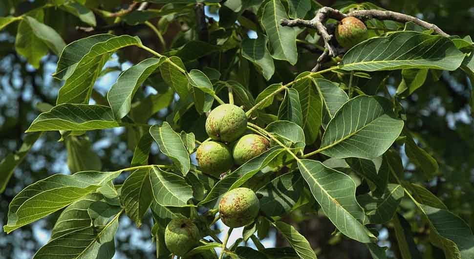 Aceite Vegetal de Nuez (Juglans regia) Aceite Vegetal de Nuez (Juglans regia)