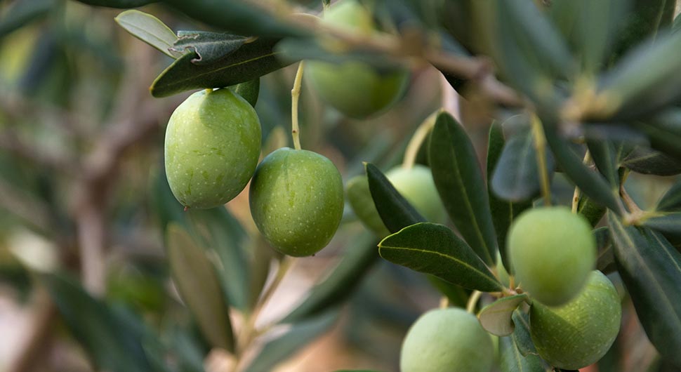 Aceite Vegetal de Oliva (Olea europaea)