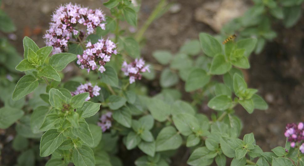 Aceite Esencial de Orégano Extremeño o Compacto (Origanum compactum) Aceite Esencial de Orégano Extremeño o Compacto (Origanum compactum)