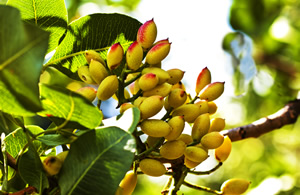 Pistacho
