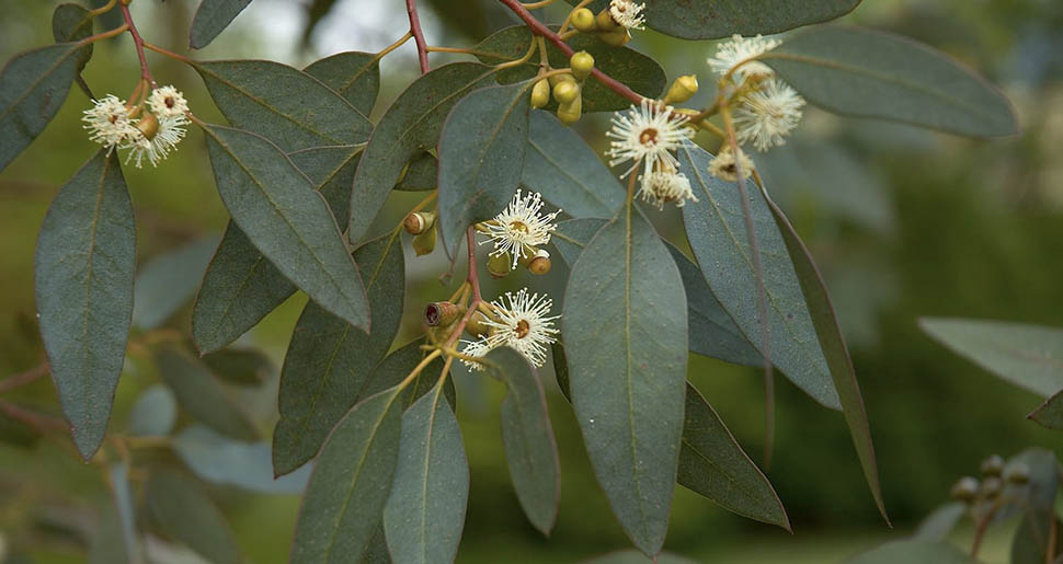 Aceite Esencial de Eucalipto Radiado (Eucalyptus radiata) Aceite Esencial de Eucalipto Radiado (Eucalyptus radiata)