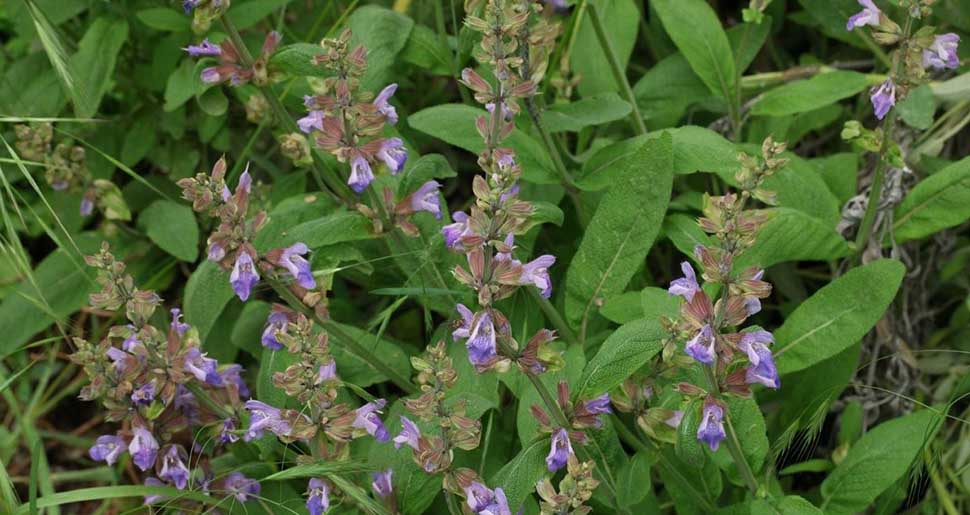 Aceite Esencial de Salvia Real (Salvia officinalis) Aceite Esencial de Salvia Real (Salvia officinalis)