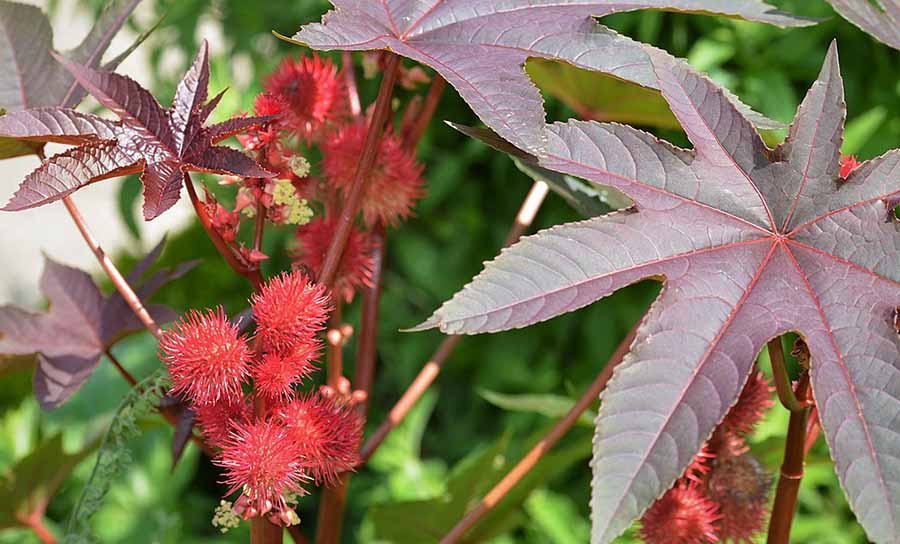 Aceite Vegetal de Ricino (Ricinus communis) Aceite Vegetal de Ricino (Ricinus communis)