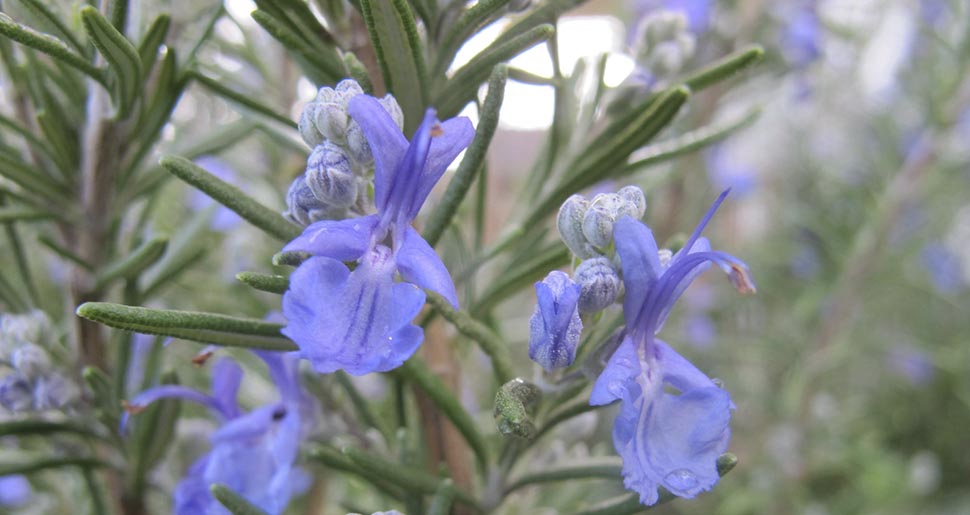 Aceite Esencial de Romero Verbenono (Rosmarinus officinalis var. verbenoniferum)