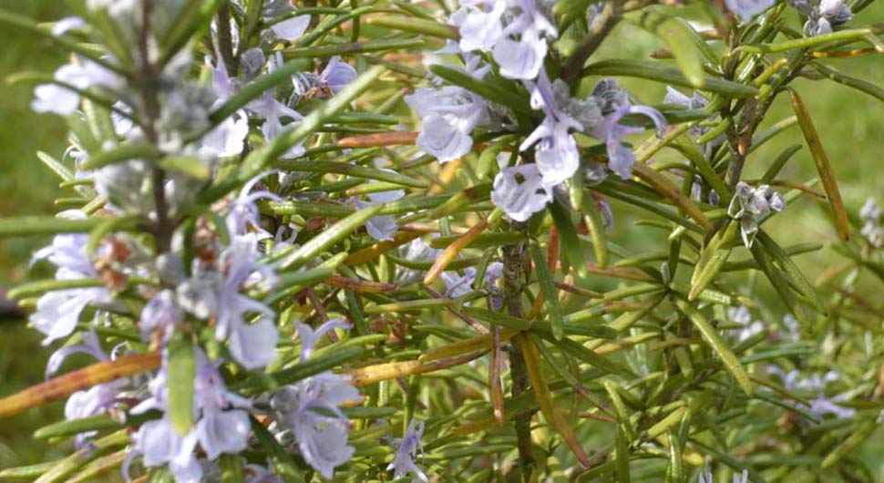 Hidrolato de Romero QT Verbenona (Rosmarinus officinalis var verbenoniferum) Hidrolato de Romero QT Verbenona (Rosmarinus officinalis var verbenoniferum)