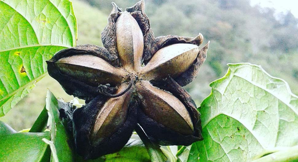 Aceite Vegetal de Sacha Inchi (Plukenetia volubilis linneo)