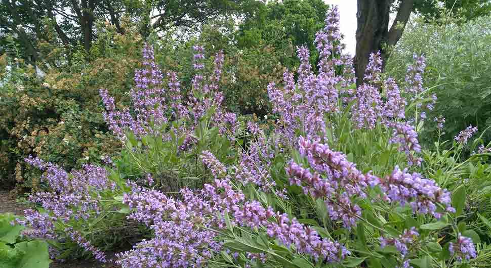 Hidrolato de Salvia Real (Salvia officinalis)