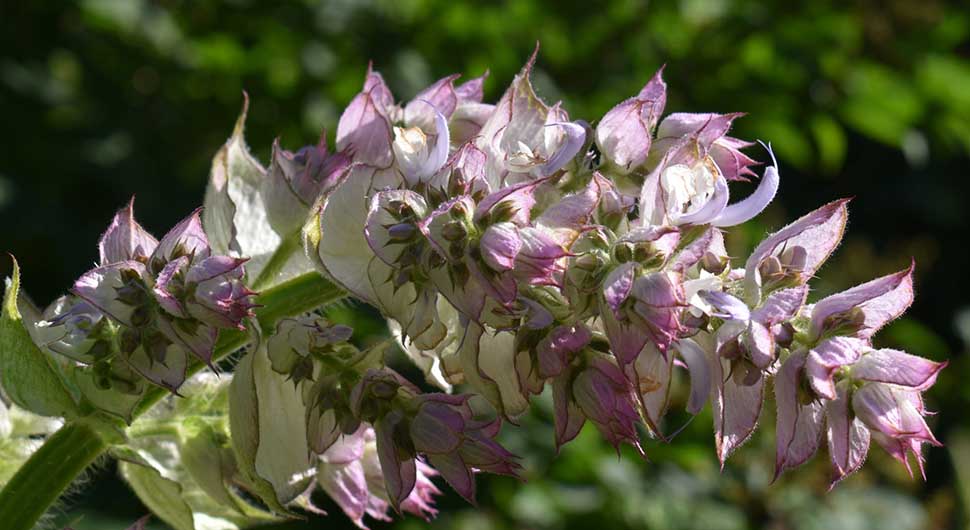 Hidrolato de Salvia Romana, Esclarea o Amaro (Salvia sclarea) Hidrolato de Salvia Romana, Esclarea o Amaro (Salvia sclarea)