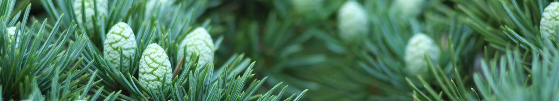 Aromaterapia y Aceites Esenciales para la Salud, la Belleza y el Bienestar
