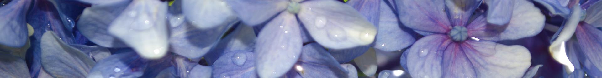 Hidrolaterapia o Terapia de las Aguas Florales