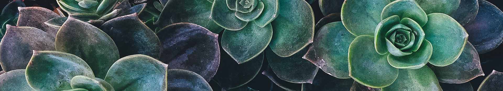 Las Plantas Medicinales