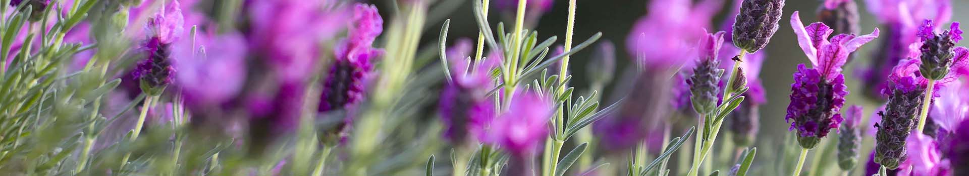 Aromaterapia