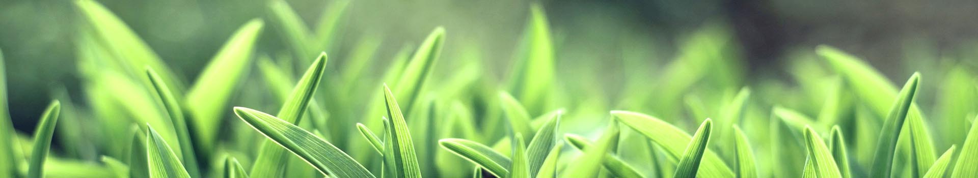 Artículos Salud y Belleza con Aceites Esenciales