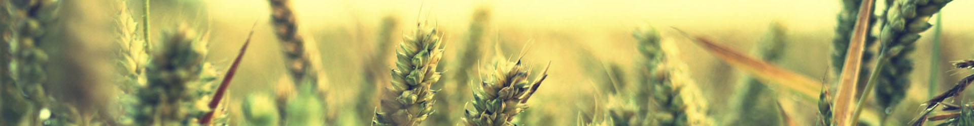 AromasQueCuran - Contenido Legal