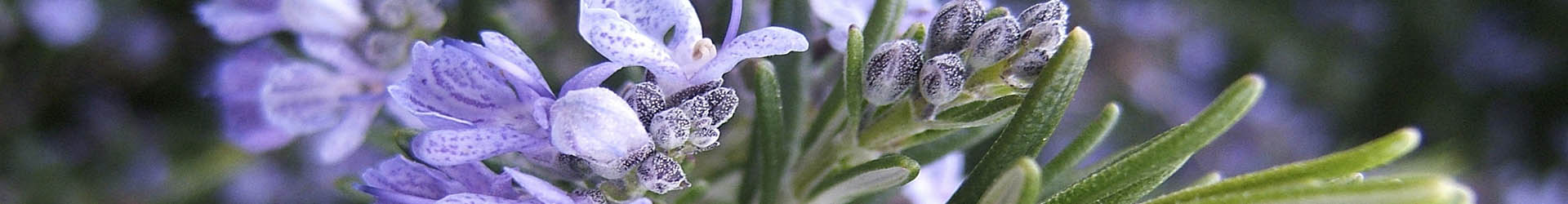 Aromaterapia Clínica