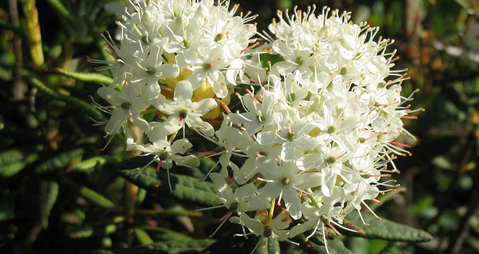 Aceite Esencial de Té de Labrador (Ledum grœnlandicum o Ledum latifolium) Aceite Esencial de Té de Labrador (Ledum grœnlandicum o Ledum latifolium)