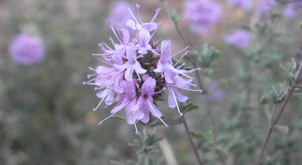 Aceite Esencial de Tomillo Borneol o Marroquí (Thymus satureoides)