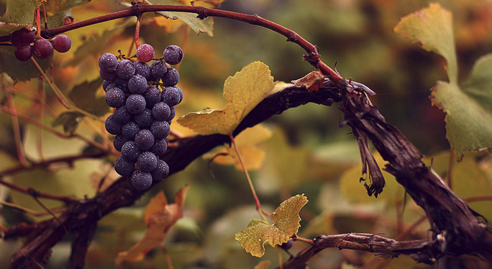 Aceite Vegetal de Pepitas de Uva (Vitis vinifera) Aceite Vegetal de Pepitas de Uva (Vitis vinifera)
