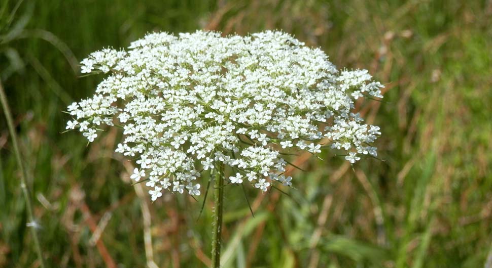 Hidrolato de Zanahoria Silvestre - Semillas (Daucus carota) Hidrolato de Zanahoria Silvestre - Semillas (Daucus carota)